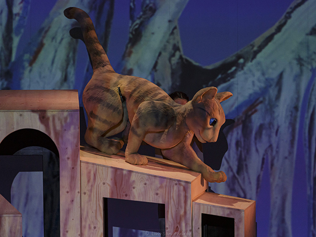 La gata que quería cambiar la historia