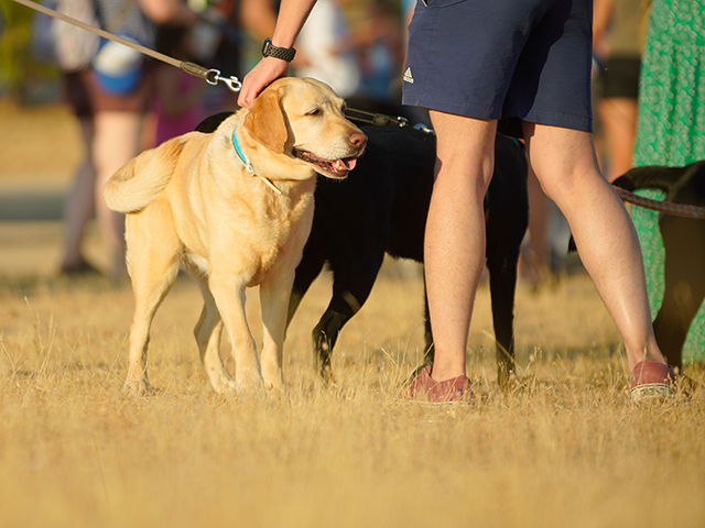 La carrera no competitiva CaniCross Las Rozas reunirá este domingo a más de 100 perros con sus dueños  