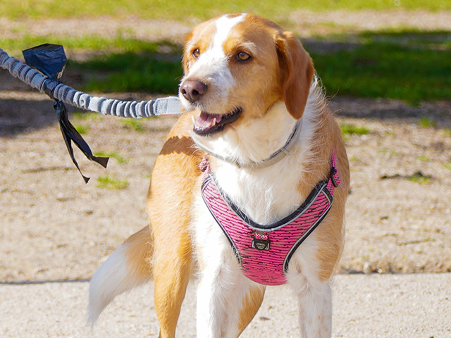 The Champions Burger y CaniCross, entre los planes para disfrutar del fin de semana
