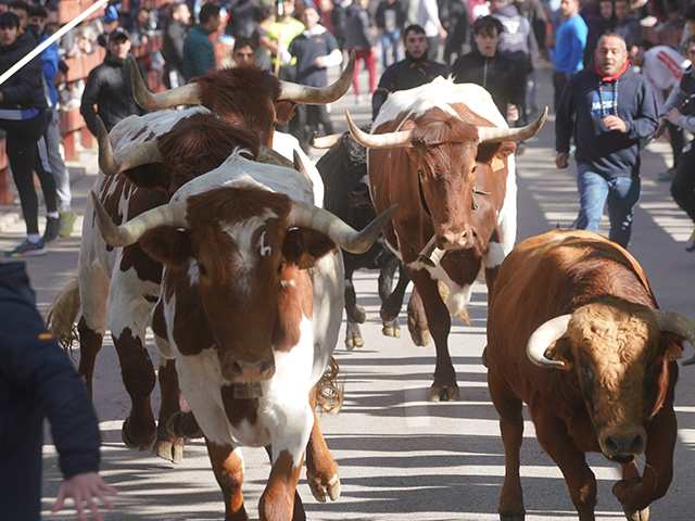 Comienzan las Fiestas de San José Obrero en Las Matas