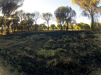 Zona de la Dehesa afectada