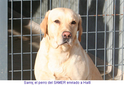 Samy, el perro del SAMER enviado a Haití