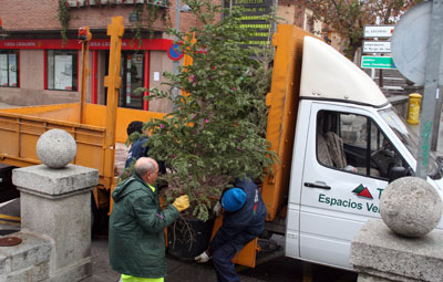 recogida de abetos navideños