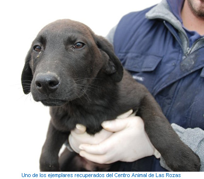 Uno de los ejemplares recuperados en el Centro Animal de Las Rozas