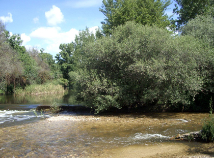 Cauce del Guadarrama a su paso por Las Rozas
