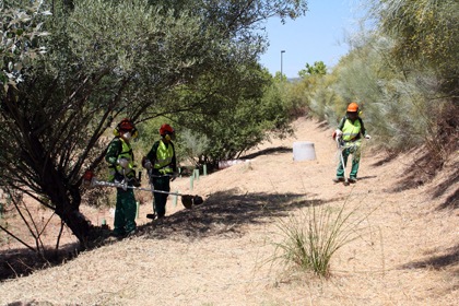 Operarios en trabajos de desbroce