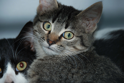 Gatos