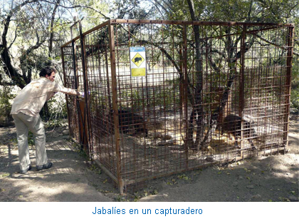 Vallado para jabalíes