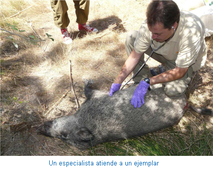 Un especialista atiende a un ejemplar