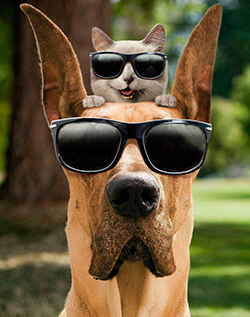 marmaduke