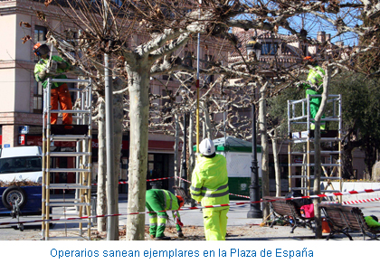 Operarios sanean ejemplares en la Plaza de España