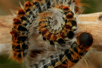 Procesionaria