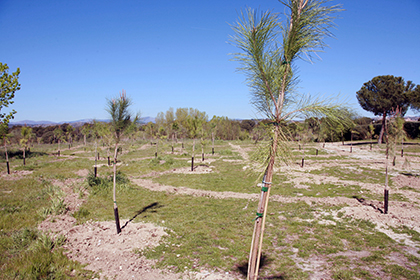 Reforestación en Punta Galea