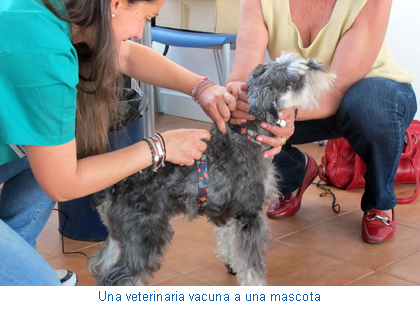 Una veterinaria vacuna a una mascota