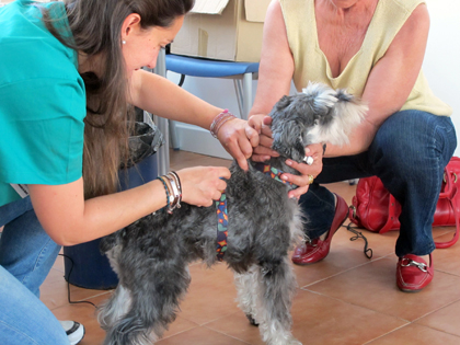 Vacunación de una mascota en la pasada campaña
