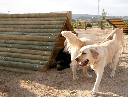 Perros en el parque canino