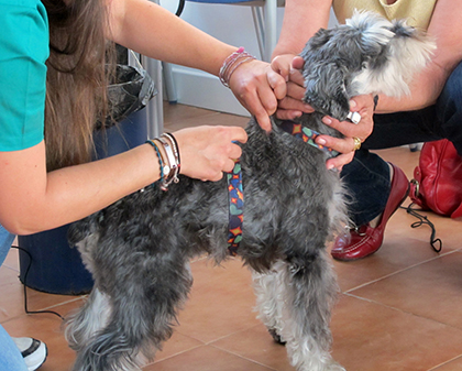 Campaña de vacunación