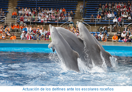 Actuación de los delfines ante los escolares roceños