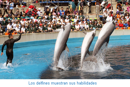 Los delfines muestran sus habilidades