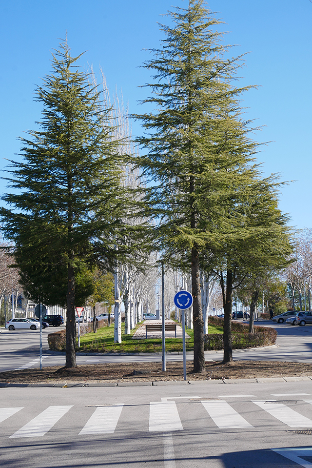  Finaliza la remodelación del bulevar de la calle Chile