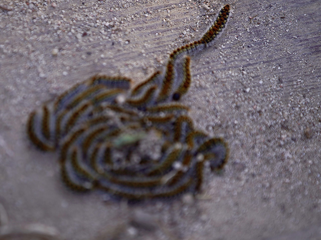 oruga