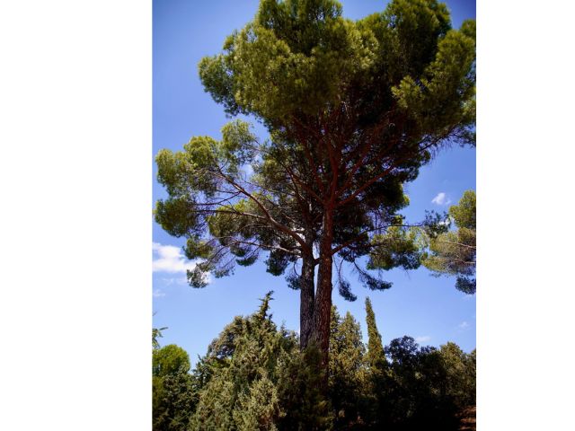 Las Rozas obtiene el premio “Tree Cities of the World 2025”