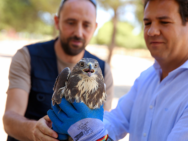 De la Uz participa con los niños del campamento de Deportes en la suelta de cuatro aves en Navalcarbón