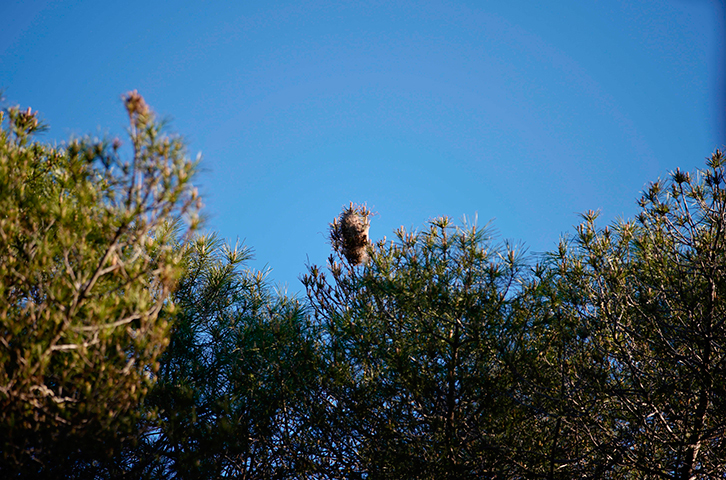 El Ayuntamiento pone a disposición de todos los vecinos la campaña contra la procesionaria del pino