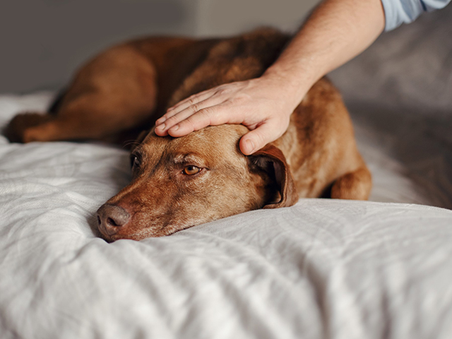 Nuevos talleres de musicoterapia y terapia asistida con perros para personas con discapacidad