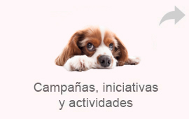 Pet Friendly