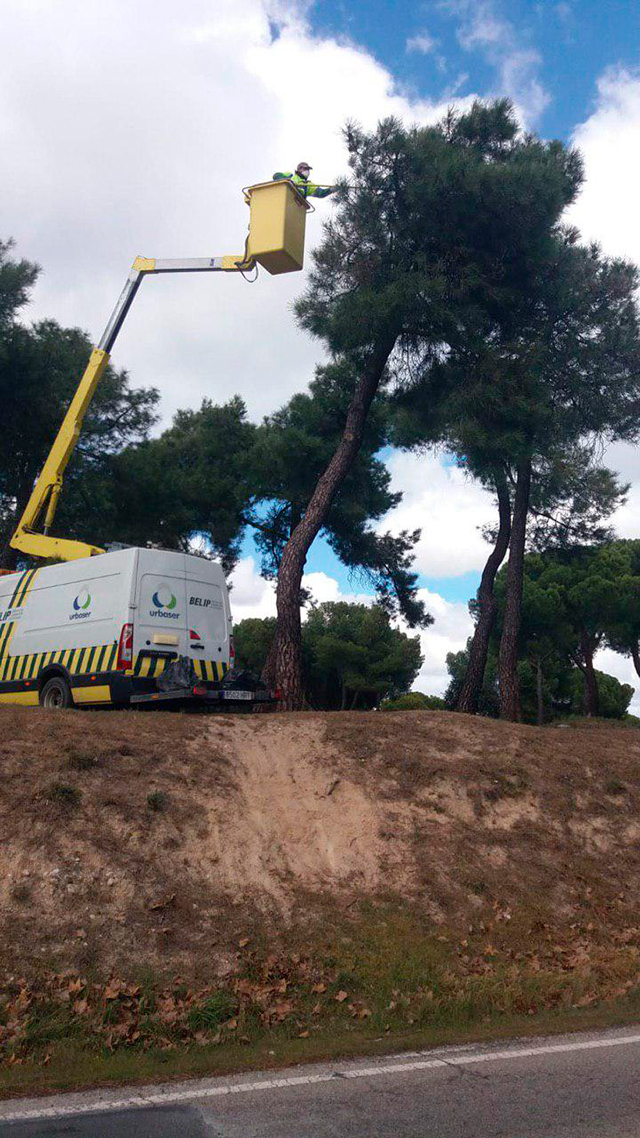 El Ayuntamiento redobla las medidas de control ante la plaga de oruga procesionaria en la Comunidad de Madrid