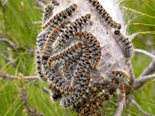 El Ayuntamiento de Las Rozas pone en marcha la campaña de tratamiento de la procesionaria del pino