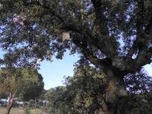 Las Rozas pone en marcha un sistema de control biológico de plagas para reducir el impacto de la oruga procesionaria