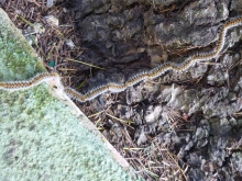 El Ayuntamiento de Las Rozas pone en marcha la campaña contra la procesionaria del pino