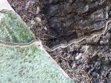 campaña contra la procesionaria del pino