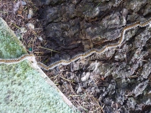 El Ayuntamiento de Las Rozas pone en marcha una campaña contra la procesionaria del pino más sostenible y eficaz