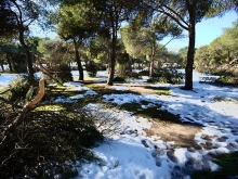 La borrasca Filomena deja daños por valor de más de 18 millones de euros en el arbolado