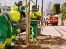 El plan de renovación de ejemplares urbanos supondrá la plantación de más de 600 árboles y 13.000 arbustos