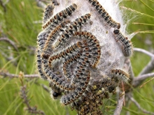 El Ayuntamiento pone en marcha la campaña contra la procesionaria 2024