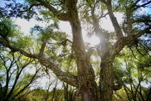 La FAO reconoce a Las Rozas por su gestión del arbolado urbano con el “Tree Cities of the World 2023”