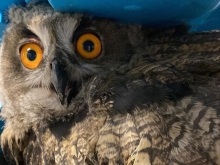 El Servicio de Atención a Fauna Silvestre municipal realiza más de 500 intervenciones al año