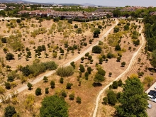 Las Rozas se convierte es el municipio de España con más proyectos de repoblación arbórea registrados