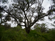 Las Rozas recibe el Premio Árbol 2024 que concede el Foro de las Ciudades de IFEMA