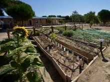 El Centro del Medioambiente La Talaverona acogerá el Mercado de Tomates