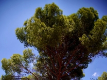 Premio a la gestión del arbolado urbano “Tree Cities of the World 2024"