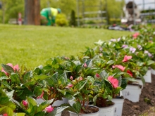 Más de 40.000 flores de temporada para embellecer la ciudad
