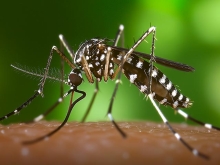 Plan de vigilancia, prevención y control ante el Mosquito Tigre