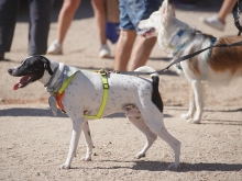 En marcha una campaña informativa sobre la recogida de excrementos caninos